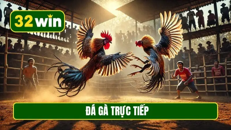 Đá gà trực tiếp
